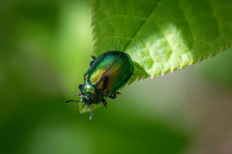 Pest Management