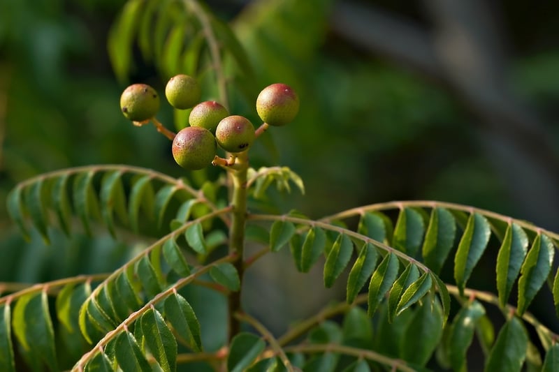Green Plant