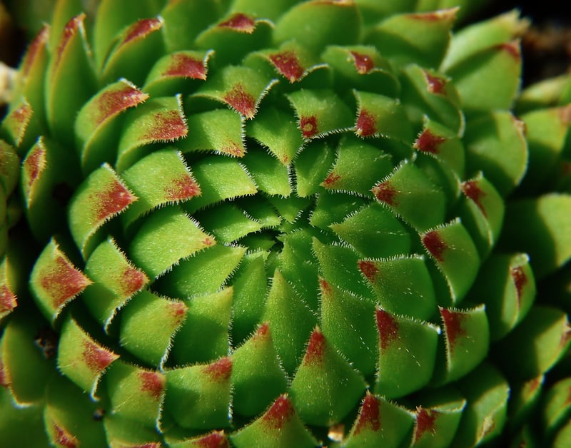 Succulent Frame